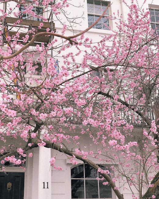 A close-up view of a residential building facade with a white exterior featuring a window and door, number 11 displayed beside the entrance, partially obscured by a large flowering tree with abundant pink blossoms. The tree branches extend across the image, with some branches leaning towards the building, their pink flowers contrasting against the light-colored wall. The scene appears to be in spring, with soft natural daylight illuminating the blossoms and building. The photograph captures the aesthetic of a well-maintained property in an urban setting, which could be part of a home relocation or moving process facilitated by Man With a Van Hammersmith, operating within Hammersmith W6. The focus on the building and flowering tree emphasizes the residential environment associated with house removals and transport services.
